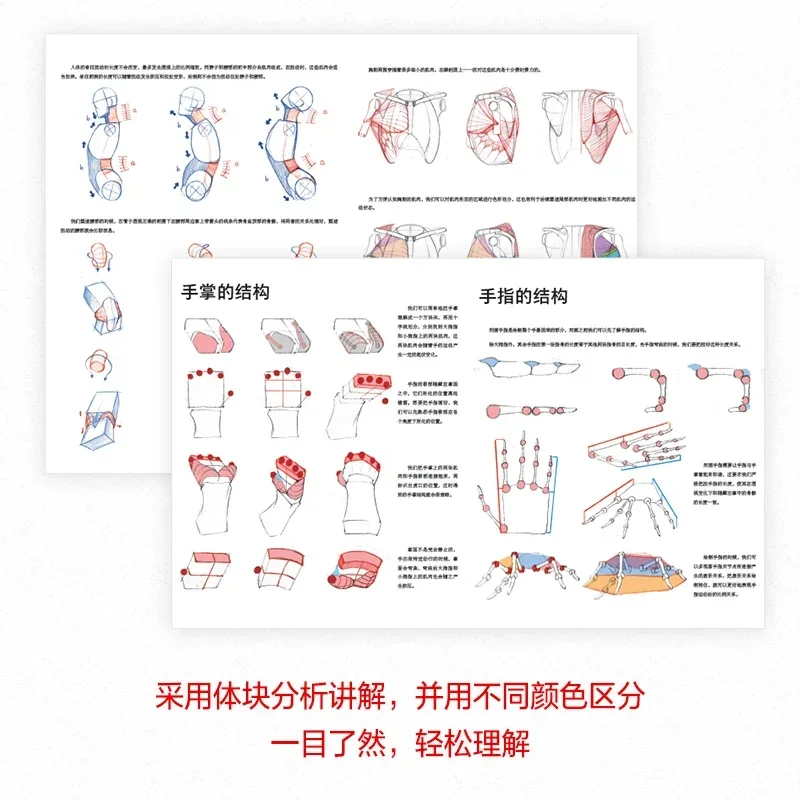 Imagem -05 - Livro de Ensino de Estrutura do Corpo Humano Jogo de Anime Figure Copy Coleção de Arte Anatomia para Artistas