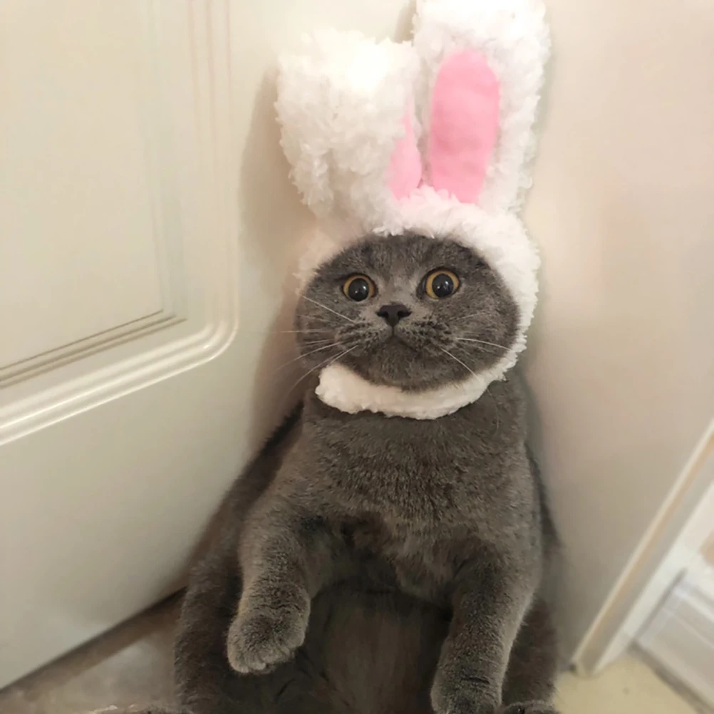 

bunny ears cat hat costume hat for cat costume outfit for cat pet costume outfit pet costume hat