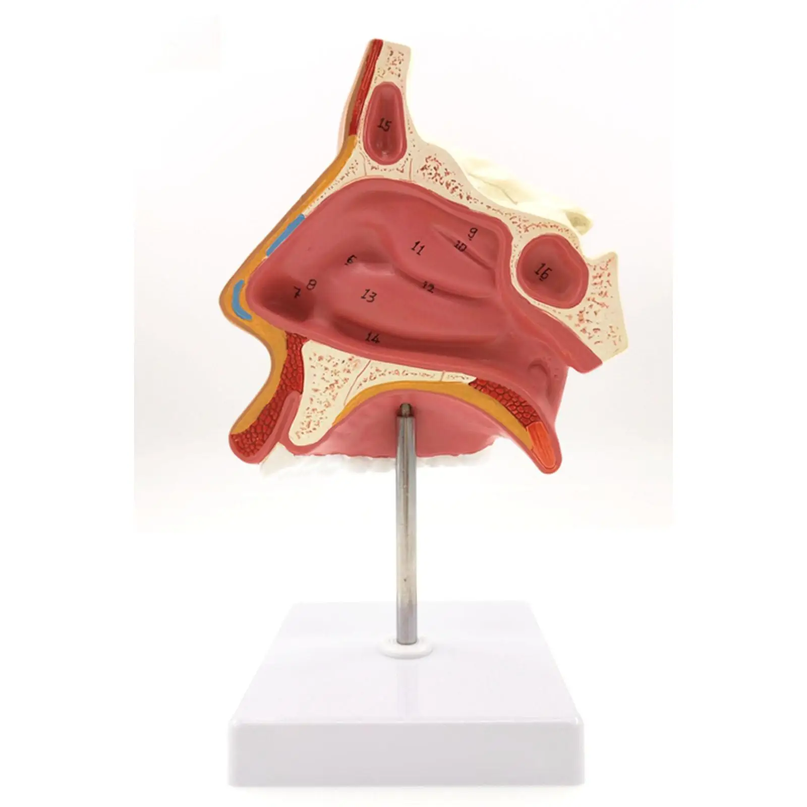 

Model of the Anatomical Nasal Cavity Respiratory System Model Biology Model Medical Organs Teaching Supplies