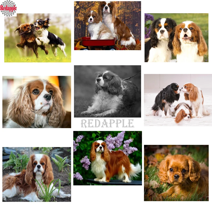 Diamond painting cross stitch Cavalier King Charles Spaniel full square 5d diy diamond embroidery cute pet diamond mosaic dog