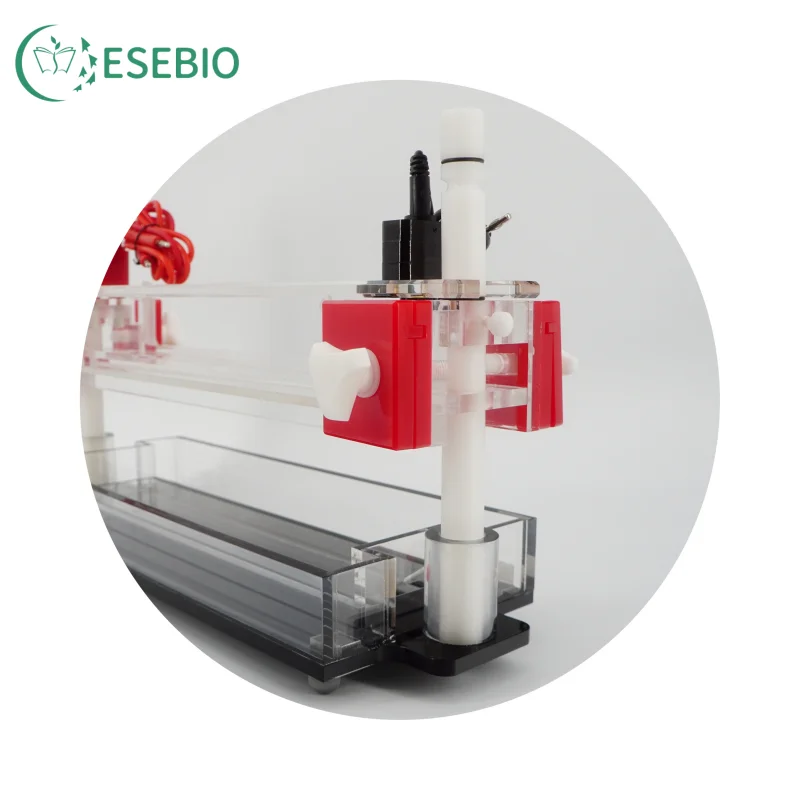 DNA Sequencing Electrophoresis Cell for PCR