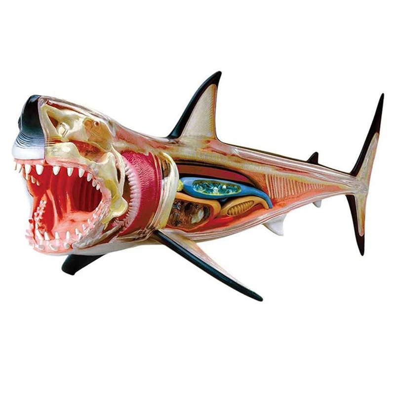 A26F-Köpekbalığı-Anatomi Modeli - Hayvan Anatomisi Modeli - 20 Ayrılabilir Organ ve Vücut Parçaları Biyoloji Öğretim Modeli