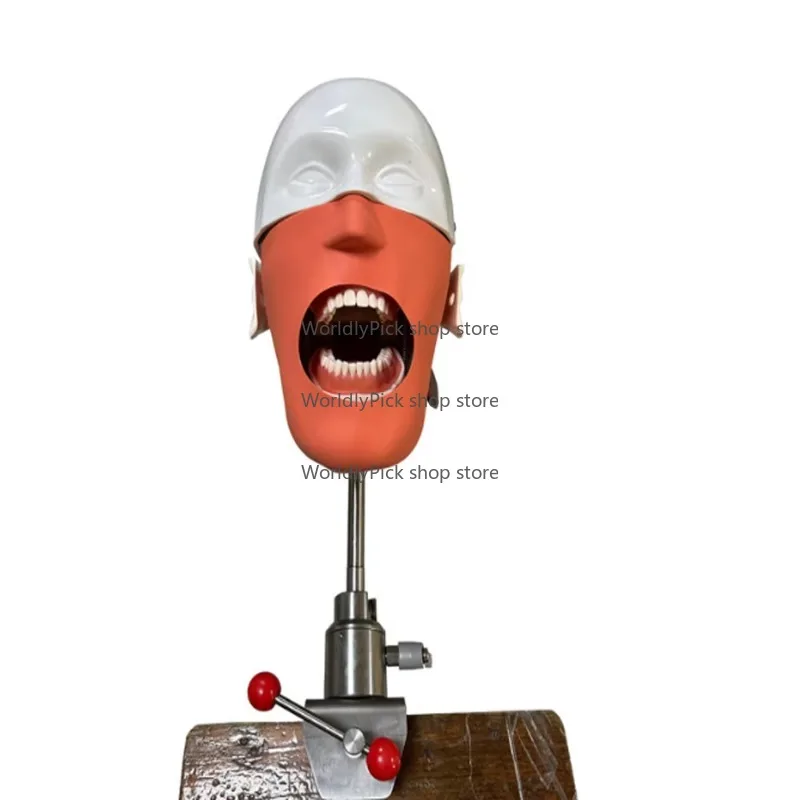Human Anatomy Model Standard Model Removable and Installable Phantom Simulator Model Dentl Head Mold for Medicl