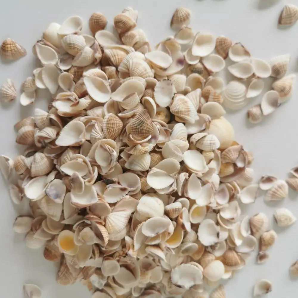 High Quality 0.3~0.6cm Mini Conch Shell Mini Beach Scene Finished Accessories Dollhouse Decoration