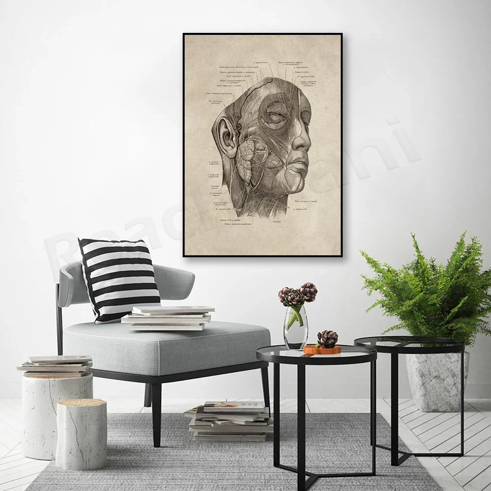 Vintage human head anatomy art poster, medical art. facial muscles. Facial nerve poster. muscular system. Nervous system diagram