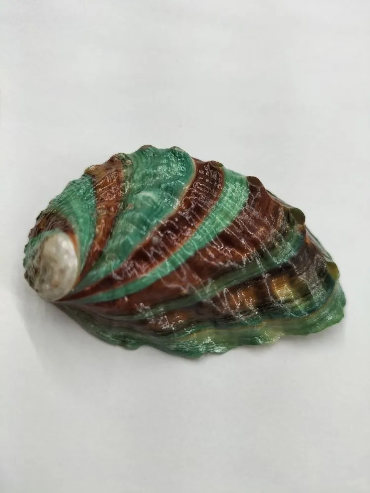 1PC Natural Abalone Shell Conch Shell Fish Tank Landscape  Material Painting Room Decoration Photography Props 5-6CM