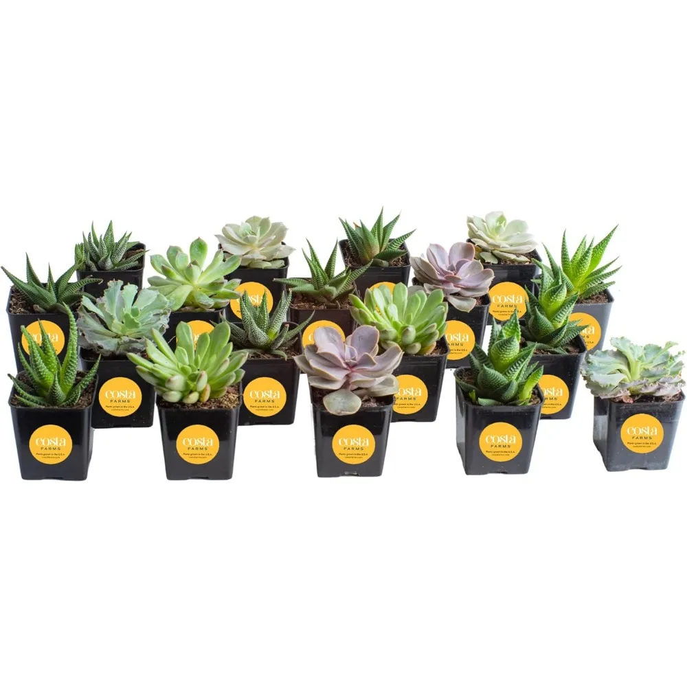 

Live Succulent Plants (18-Pack) Assorted Grower's Choice with Pots and Soil, Perfect Gift for Showers, DIY, Party Favors