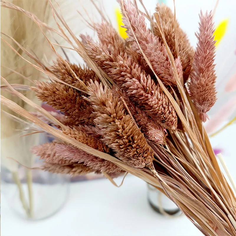 

50pcs/Bunch Natural Rabbit Tail Grass Dried Flower Gem Jewelry Grass Bouquet Wedding Decoration Home Decor DIY Plant Material