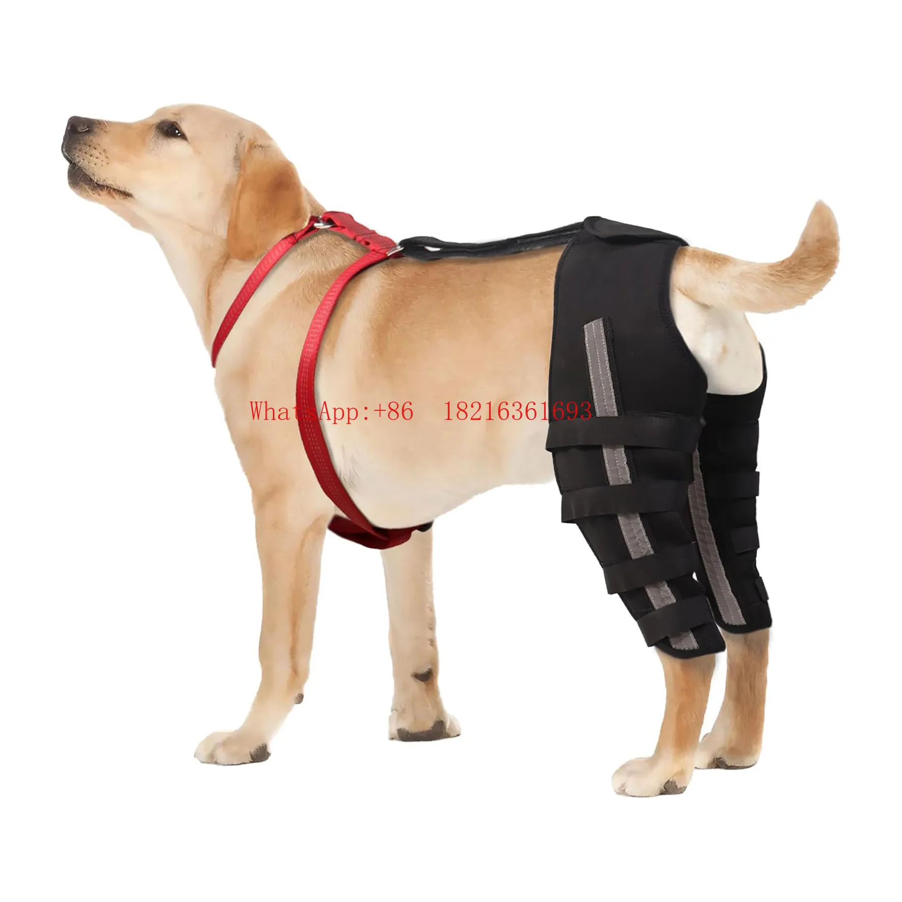 Dog Brace Knee Pads Are Suitable for Dogs with Torn Cruciate Ligaments and Patella Legs To Relieve Joint Pain