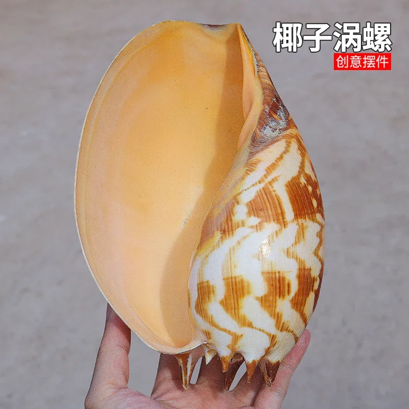 Natural Conch Shell Indonesian Coconut Vortex Creative Home Furnishings