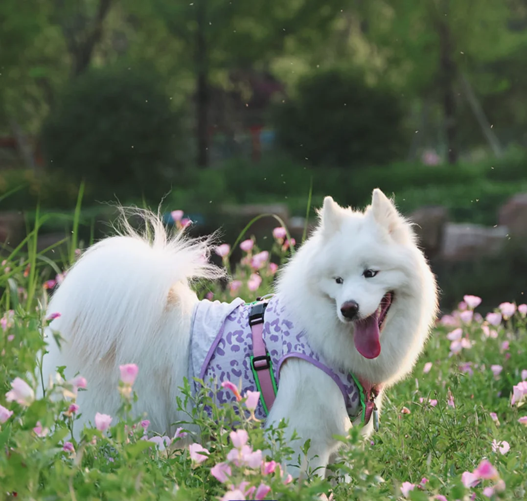 Large Dog Vest Skirt for Summer, Poodle, Corgi, Samoyed, Husky, Labrador, Golden Retriever, Border Collie, Big Dog Clothing