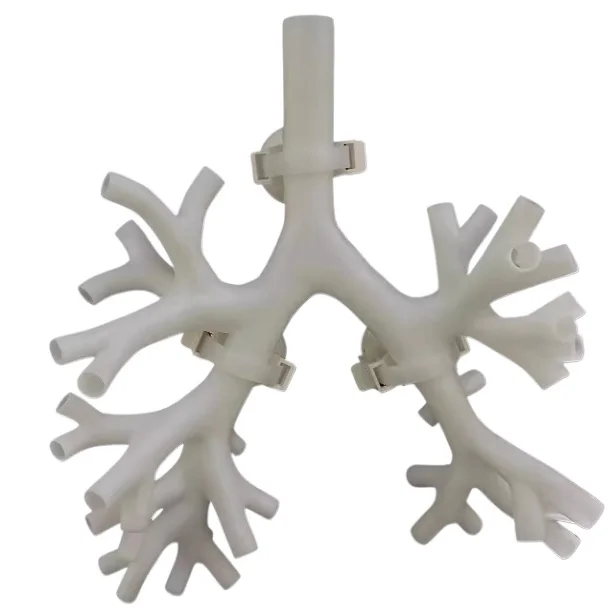 

New white four-stage bronchoscopy medical teaching and training model, bronchial tree