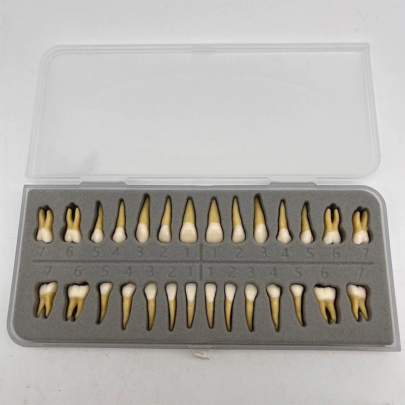 Dental Permanent Teeth Model Simulation Isolated Upper and Lower Full Mouth Tooth Model for Demonstration Teach Study