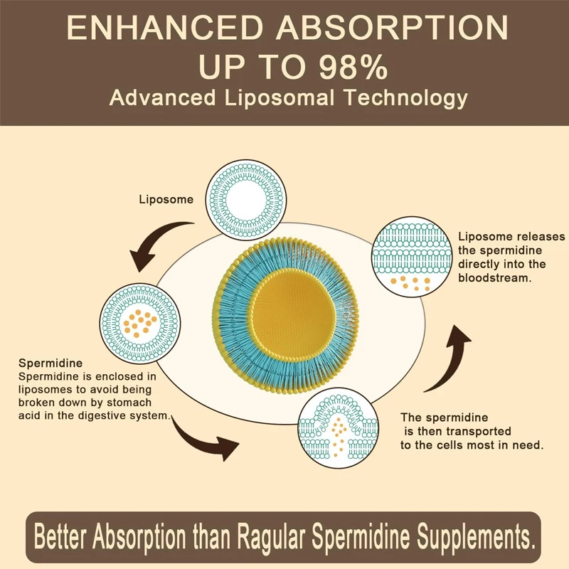 15mg Spermidine Supplement, Liposome Arginine, Containing Zinc And Thiamine, Cell Renewal, Anti-aging, 60 Capsules Soft