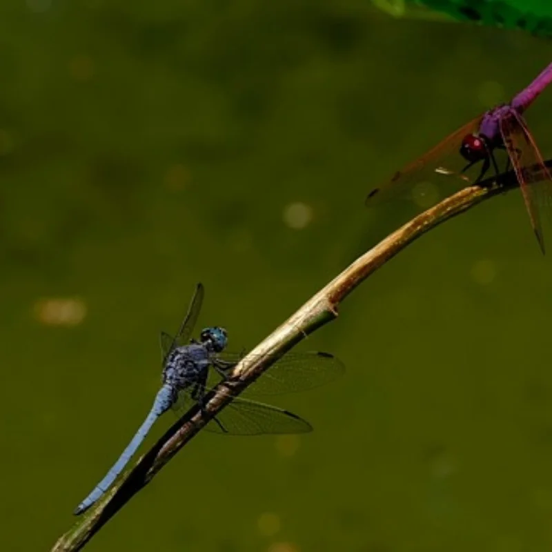 

Металлический адаптер шестигранной ступицы колеса 12 мм для Tamiya CW-01 CW01, ланч-бокс Midnight Pumpkin Monster Beetle WR02, обновленные детали, аксессуары