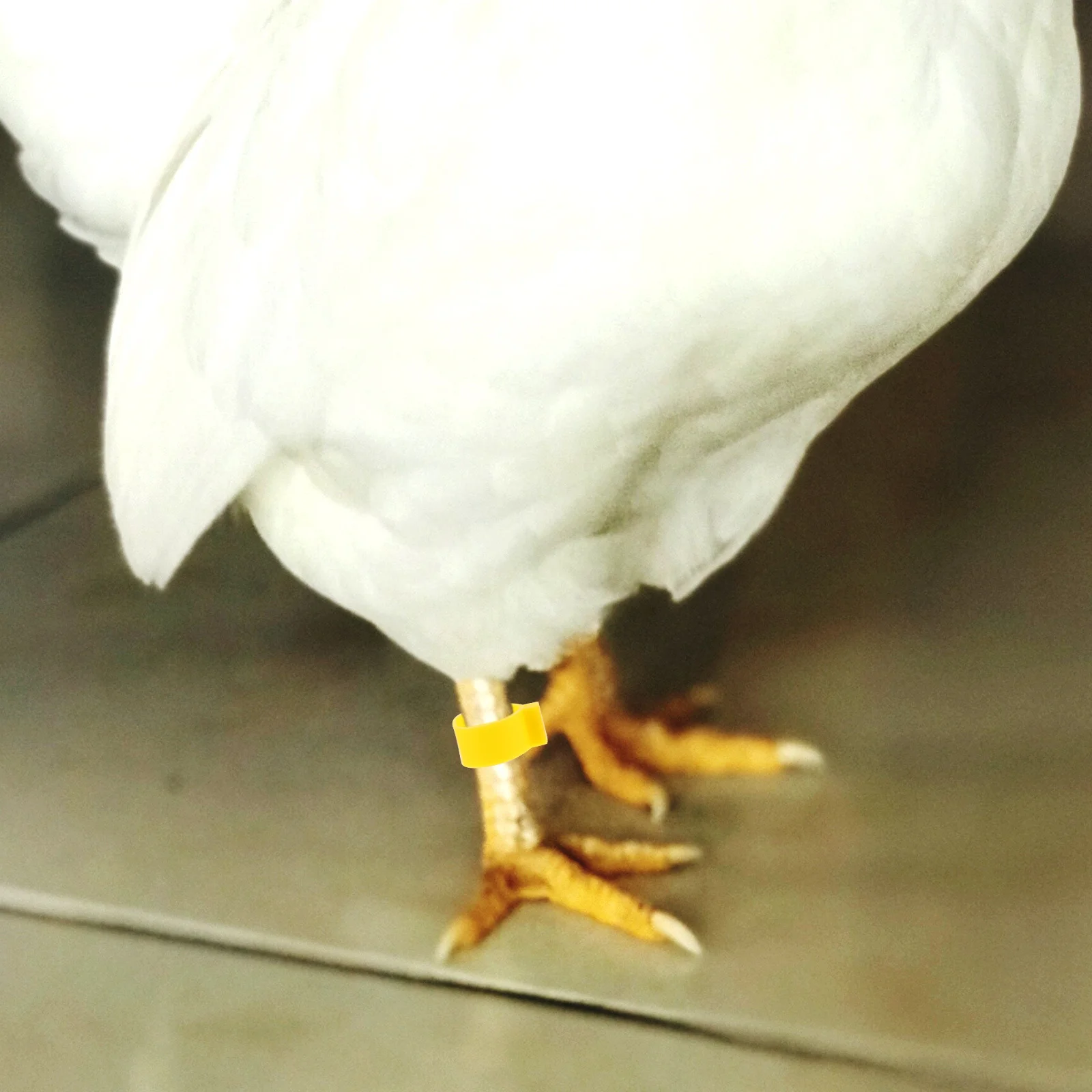 100 Stück Hühnerbeinbänder, leicht, langlebig, verstellbare Beinringe zur Identifizierung von Geflügeln, Gamefowl Chick Supplies