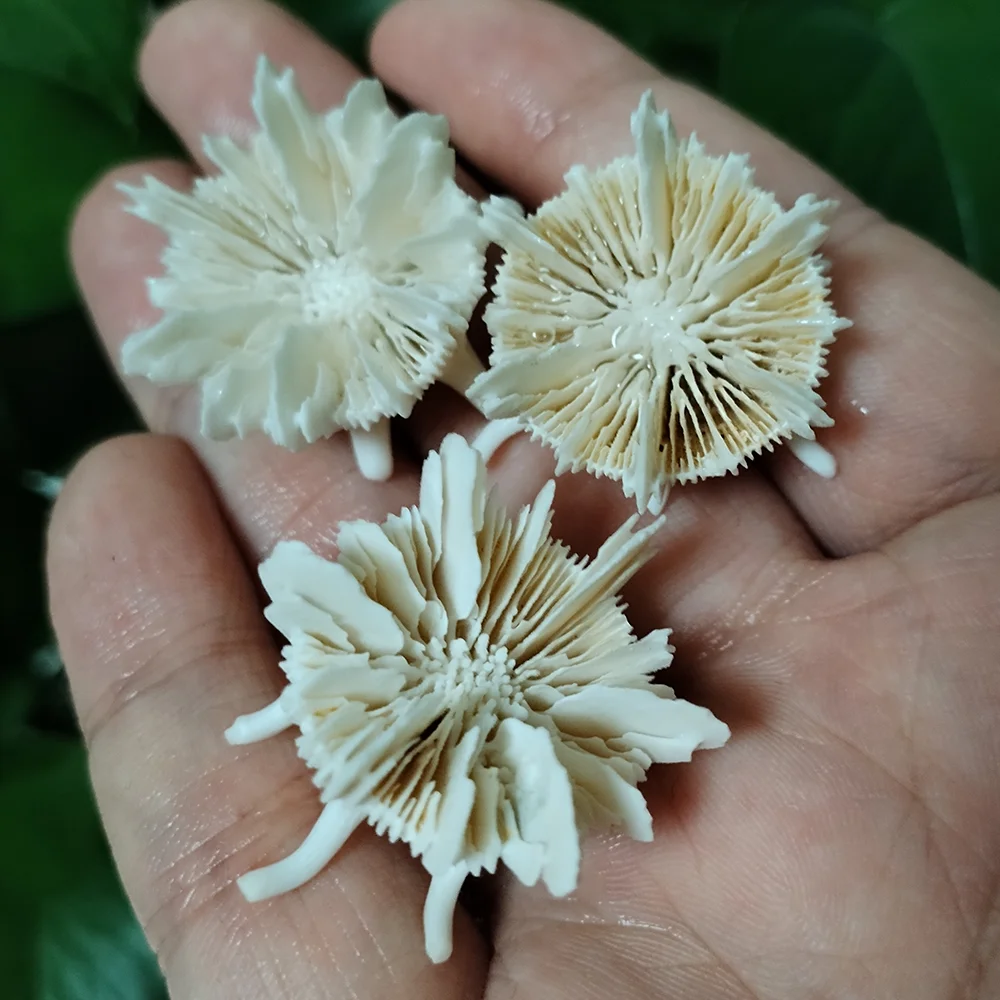 3 PCS Natural Stony Corals Stephanocyathus Nautical Conch Specimens Coral Collection Home Decor Beach Theme Party, DIY Crafts