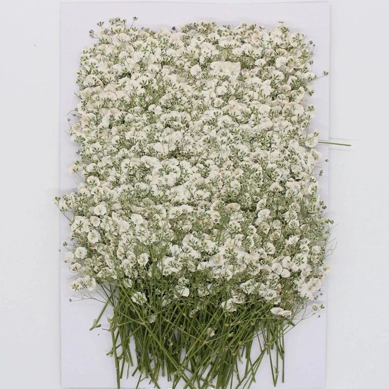 

120 Pcs Natural Gypsophila Dried Flowers Small Flowers Bouquet Dry Flowers Press Mini Decorative Photography Background Decor