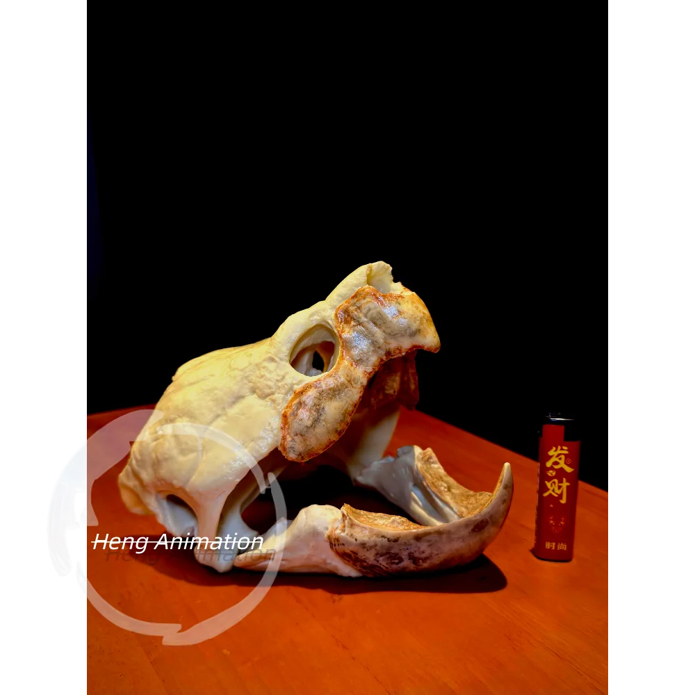 In Stock 2026 Simulation Series Large Crocodile Turtle Skull Model Real Crocodile Turtle Skull Figure, Ornament Collection
