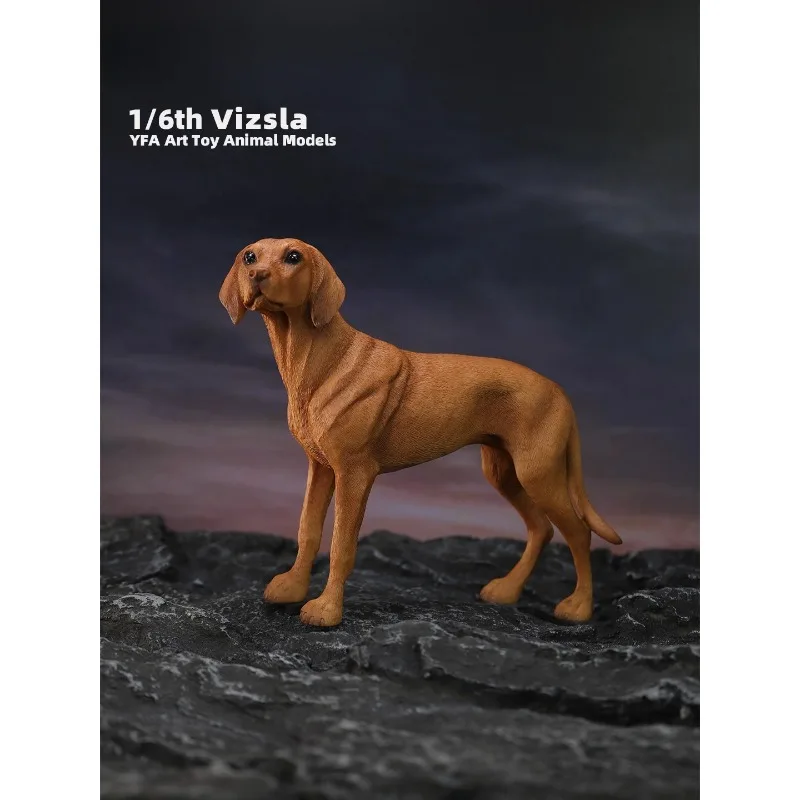 1/6 스케일 시뮬레이션 수지 동물 Vizsla 개 모델 12 "장난감 피규어 액세서리 연인 선물 차량 장식품 재고 있음