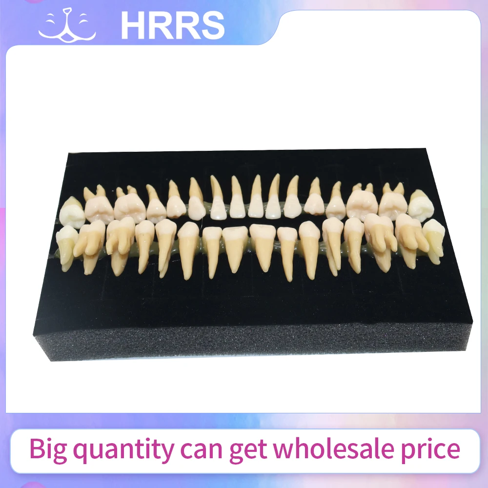 

Профессиональная модель зубных зубов 1:1, 32 перманентные двухцветные зубы для практики и демонстрации стоматолога