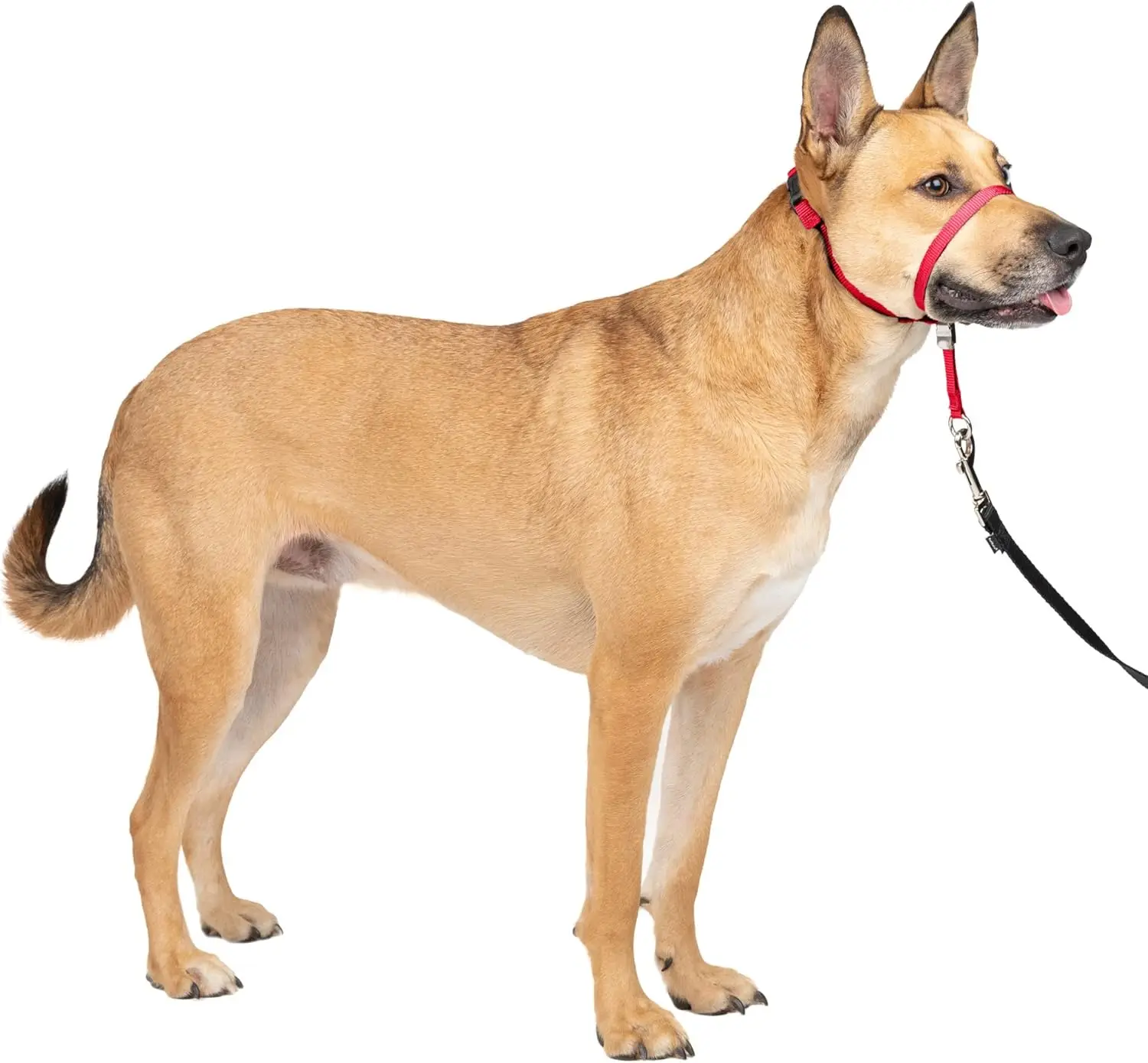 Gentle Leader Kopfstütze Anti-Zug-Hundehalsband verbessert Spaziergänge, robuste Nylon-Konstruktion, gepolsterte Nasenschlaufe, verstellbare Passform – Detail 7