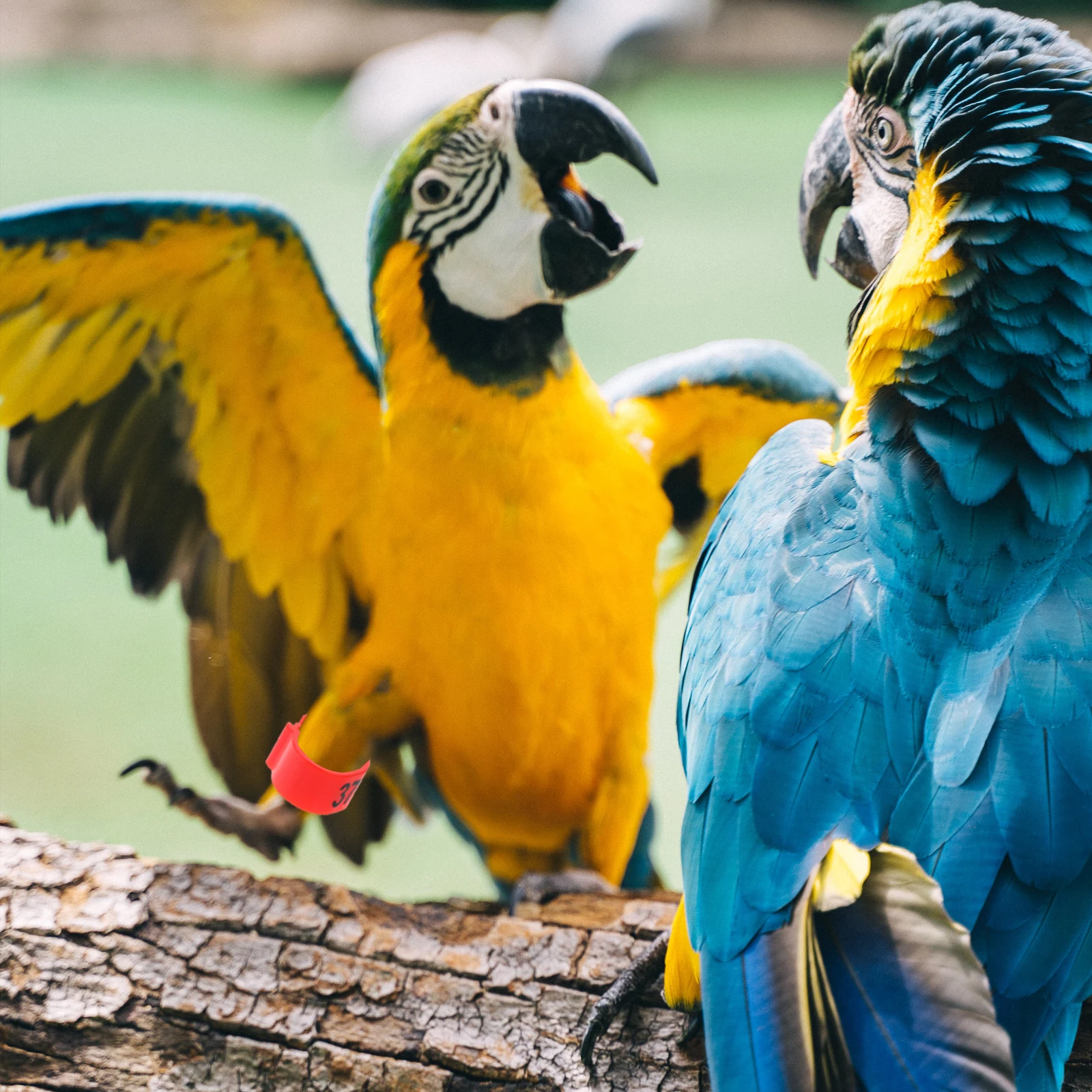 

100Pcs Pigeon Leg Rings Numbered Bird Foot Bands Reusable Poultry Identify Rings for Racing Pigeons Parakeets Cockatiels Canary