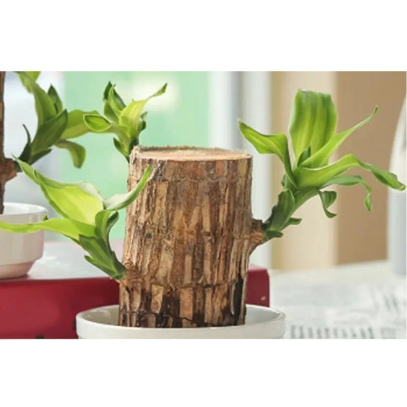 Optimal Plant Metabolism and Growth Nutrient Hydroponic Plant Food for Brazilian Wood Night Use Enriched Formula top sale