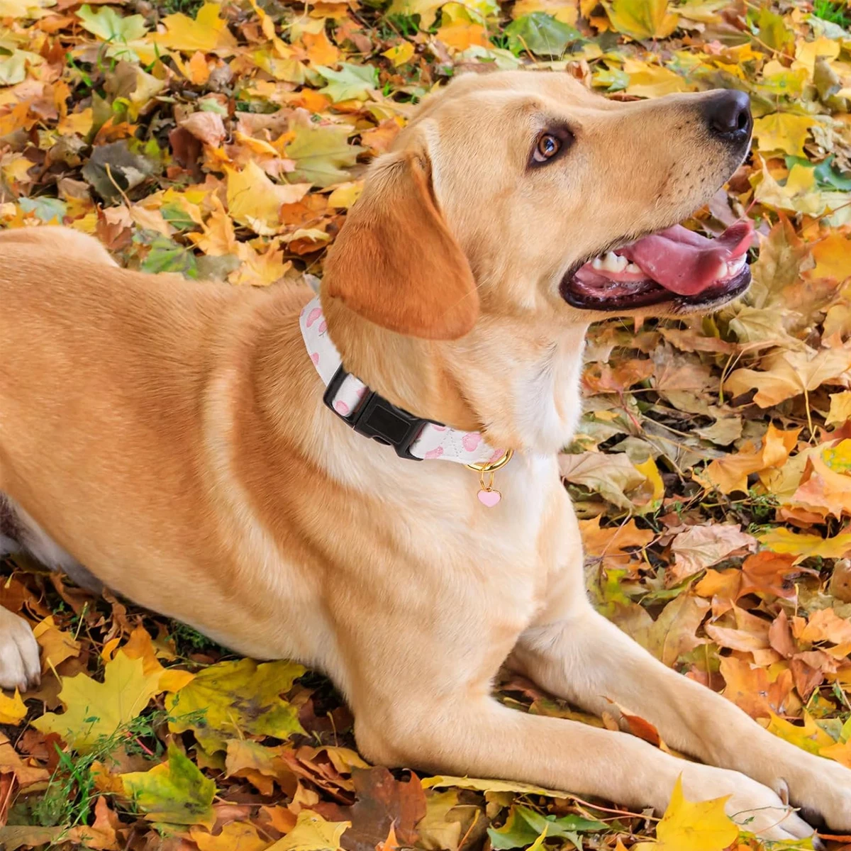 Solides Hundehalsband aus Baum – Pet Supplies In Bulk Bewertung und Preis