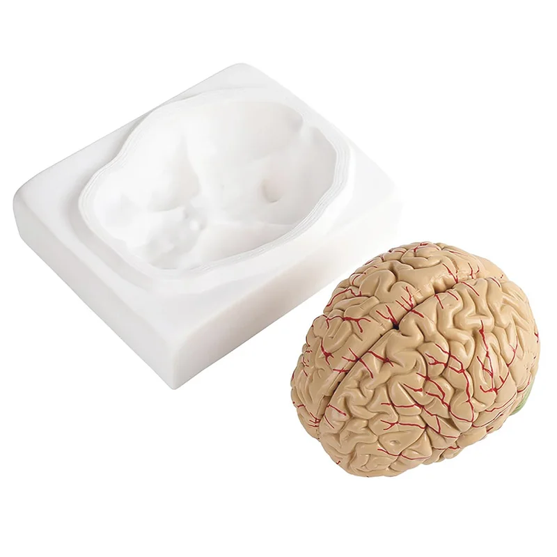 Life Size Human Brain Anatomy Model With Display Base Brain Anatomical Model Teaching Lab Supplies