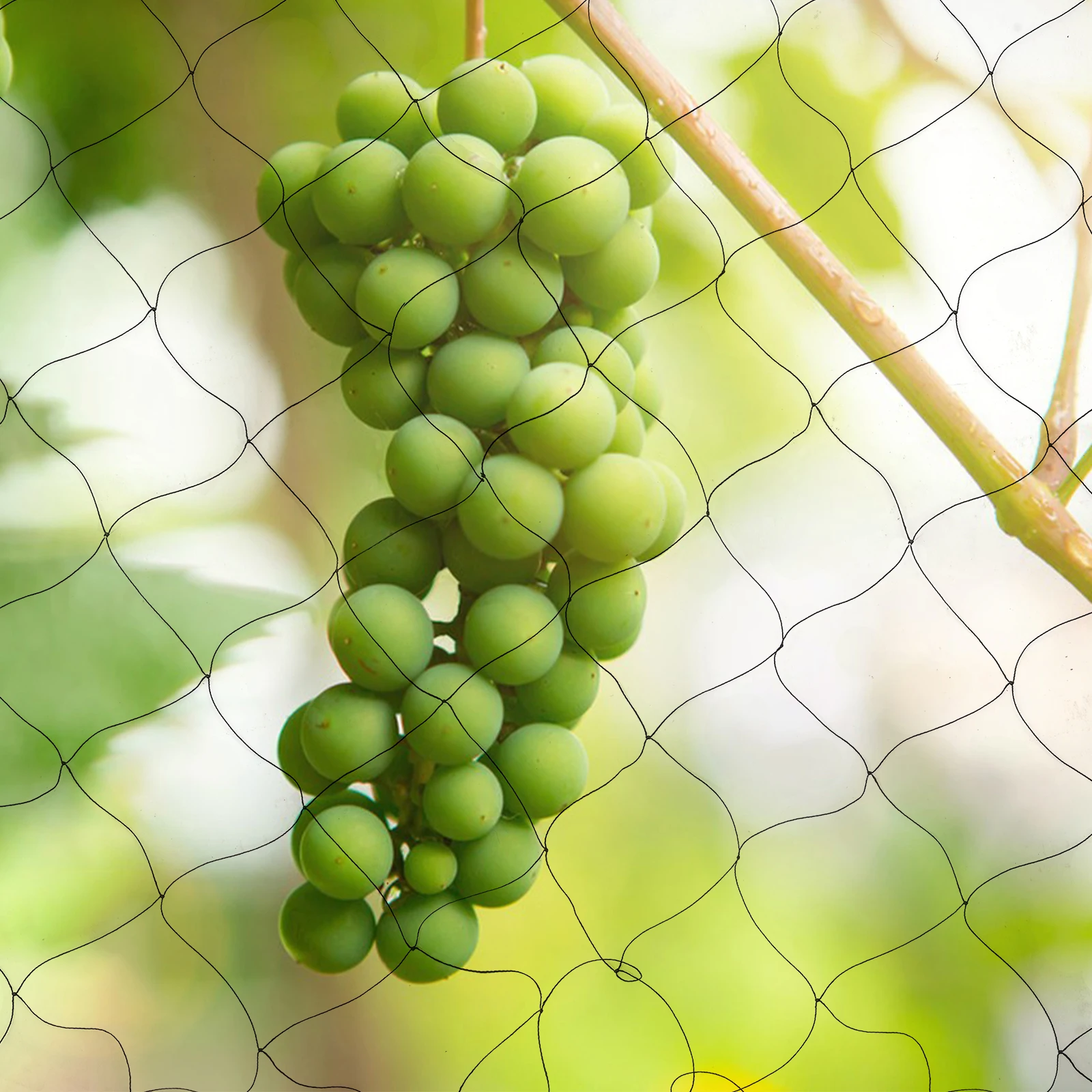 Gartennetz, Anti-Vogel-Netz, 5 cm Maschenweite, 30 x 15 m, robustes Polyester-Schutznetz für Obstbäume, Gemüse, Pflanzen, Moskitonetz – Detail 4