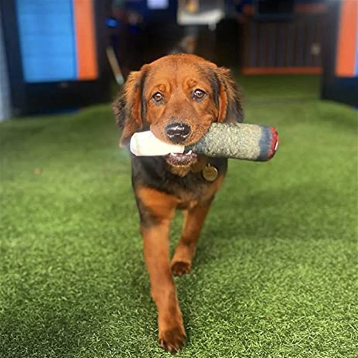 AT77 웃긴 개 장난감 - 중형, 소형용 봉제 삐걱거리는 장난감 - 개 생일을 위한 멋진 인형 귀여운 선물