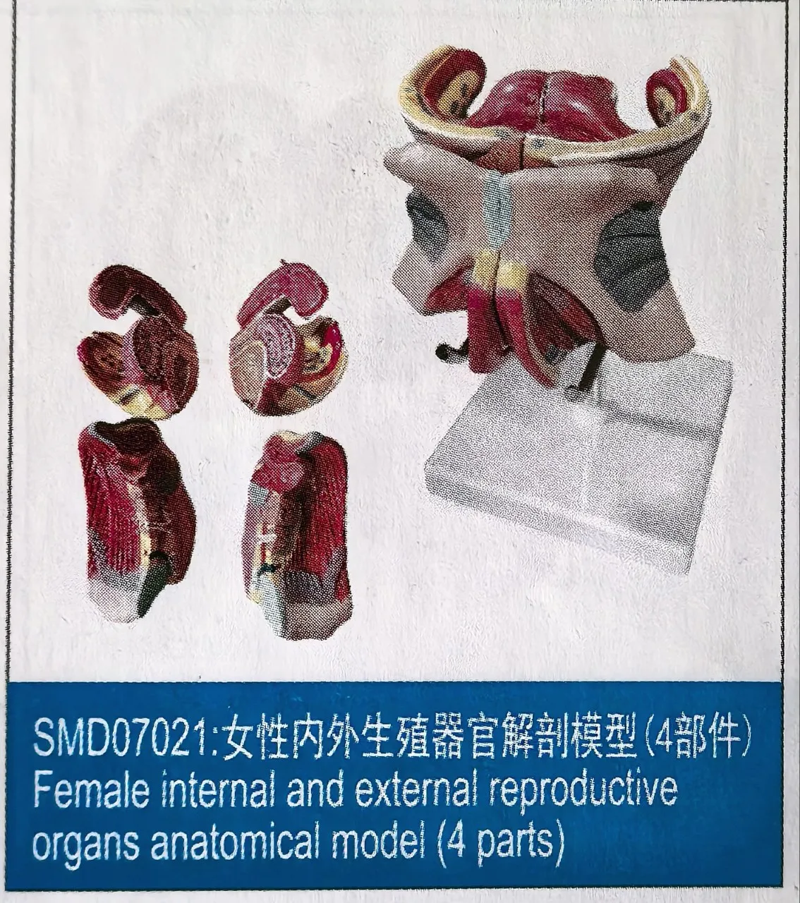 

SMD07021 Female internal and external genital anatomy model