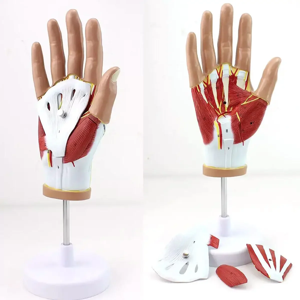PVC Life Size Human 4 Parts Hand Anatomy Model Medical Anatomical Models Teaching