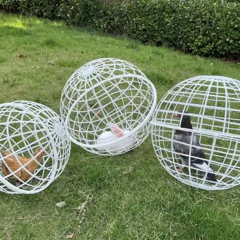 3pcs 걷는 치킨 케이지 안전 구형 치킨 롤링 볼 치킨 햄스터 볼 케이지 프리 레인지 롤링하고 먹이를 먹을 수 있습니다