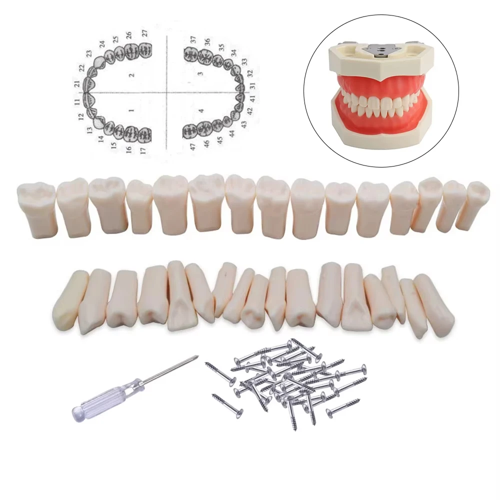 28/32pcs Dental Teeth Model For Typodont Screw-in Replacement Teeth fit Type Dentistry Preparation Training Teaching Simulator