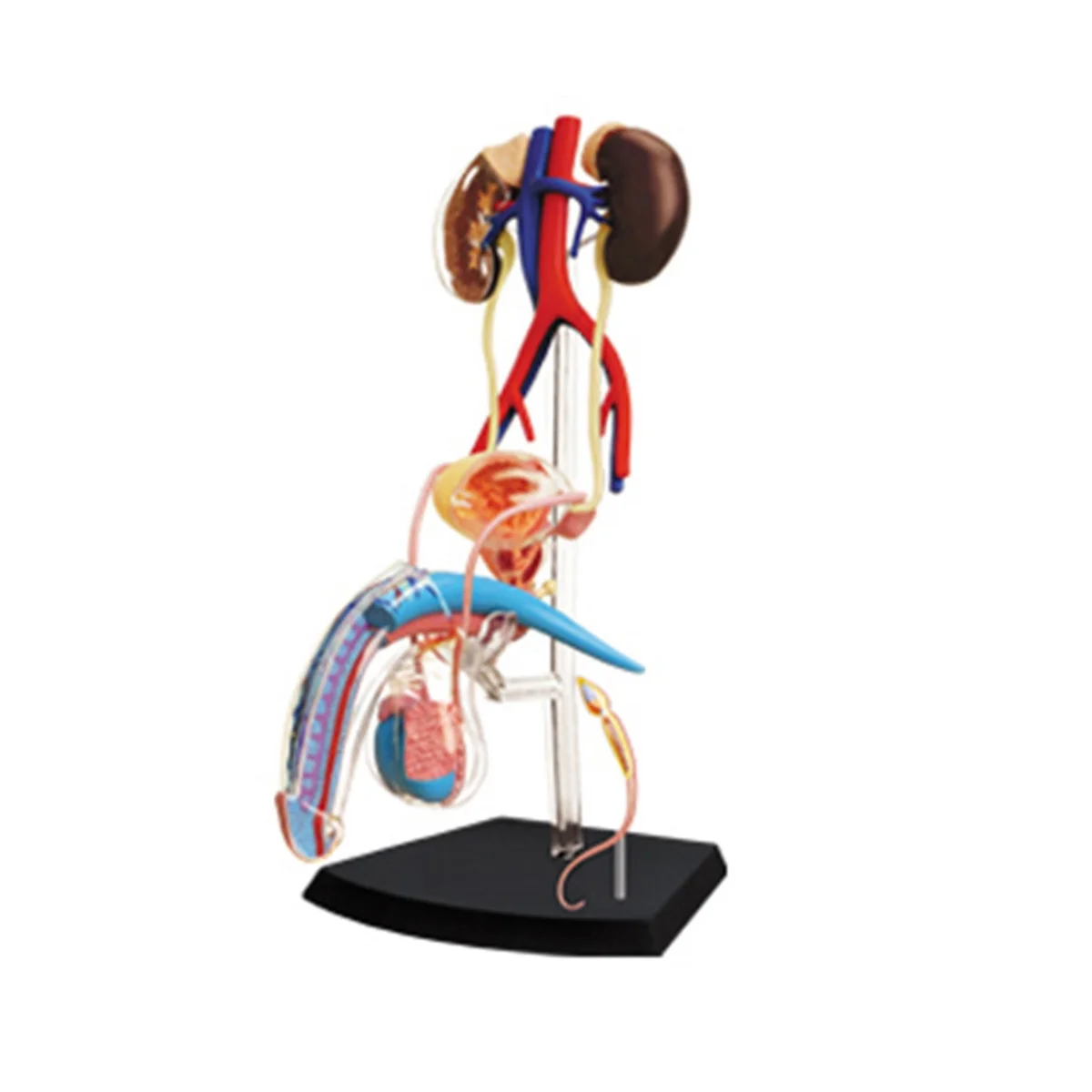 

Medical Torso Human Body Model Education Male Reproductive System Model for Student Teaching Study Assembling Model