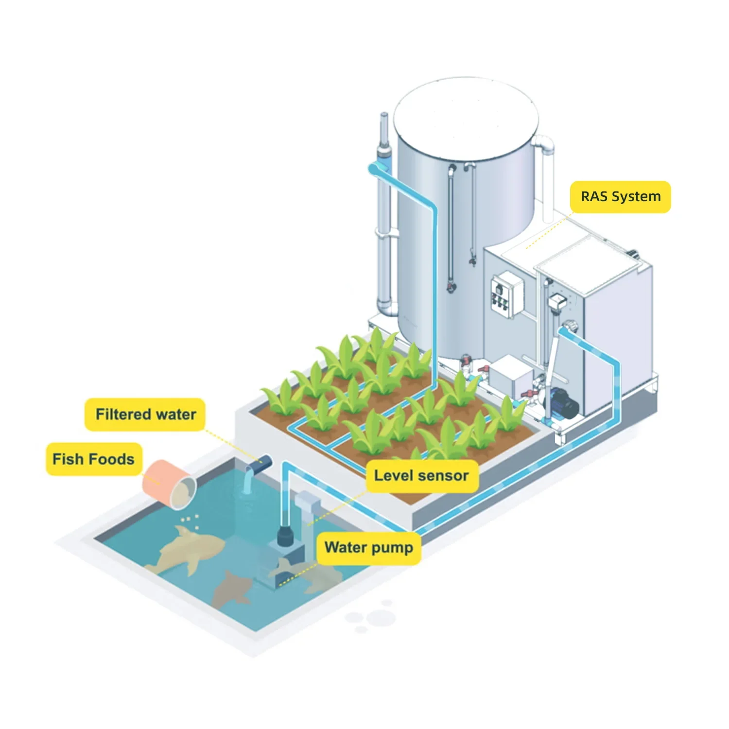 Pisciculture Aquaponics System for Fish and Vegetable Wholesale Aquaculture Equipments Ras System for Fish Farming