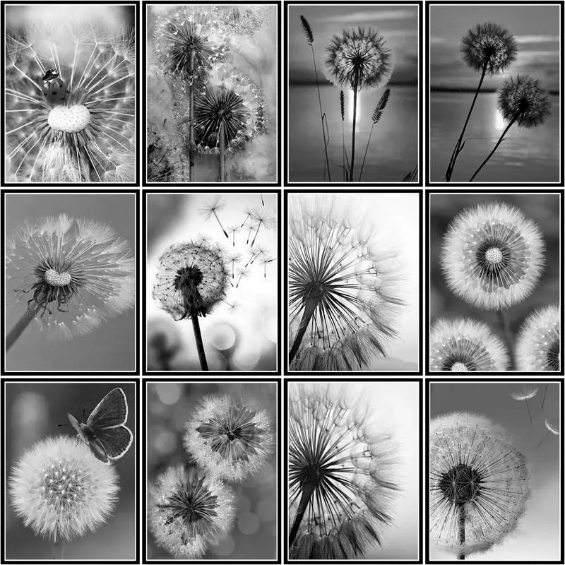 

GATYZTORY Modern Paint By Number Black And White Dandelion Kits Diy Coloring By Number Flower Drawing On Canvas Home Decor