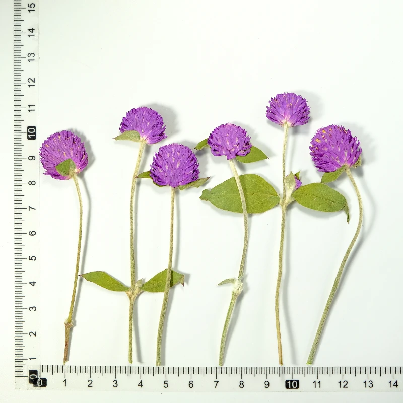 12 Stück, Natur Gomphrena Globosa L Trockenblume Geprägt Zweig Rosa Blume Lila Pflanze Handgemachte Pflanze Fotorahmen DIY Urlaubskarte – Detail 11