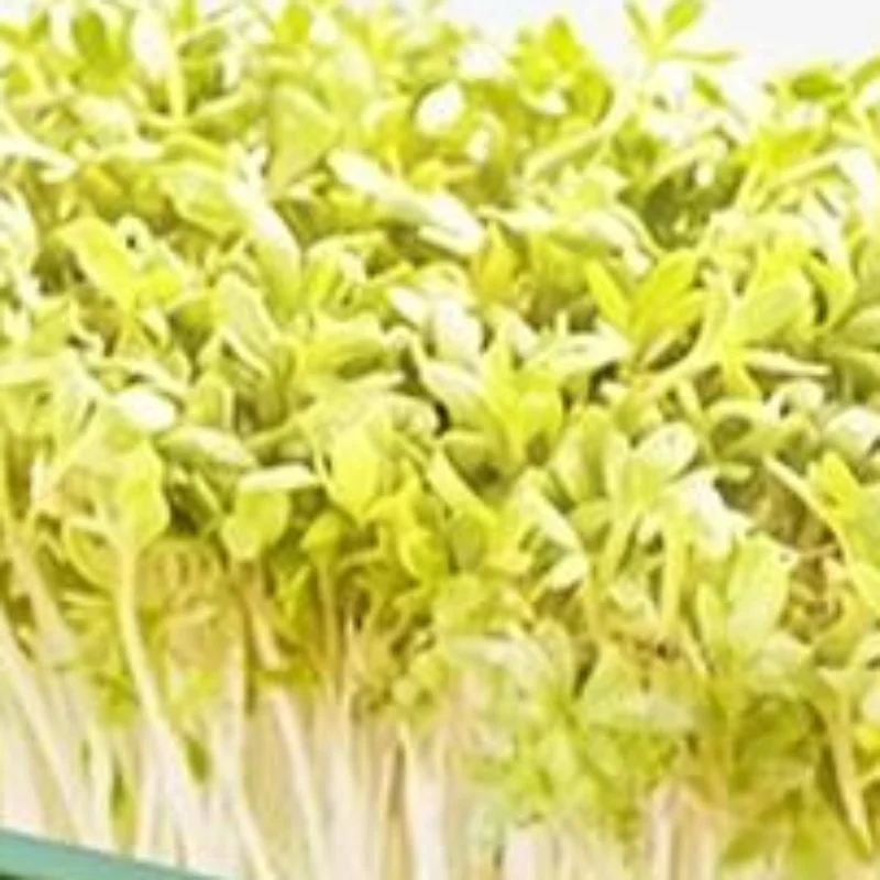 Seed Sprout Tray Garden Hydroponic Peanut Sprouting Box Mini Greenhouse Germination Kits Germination Soilless Planting Pot