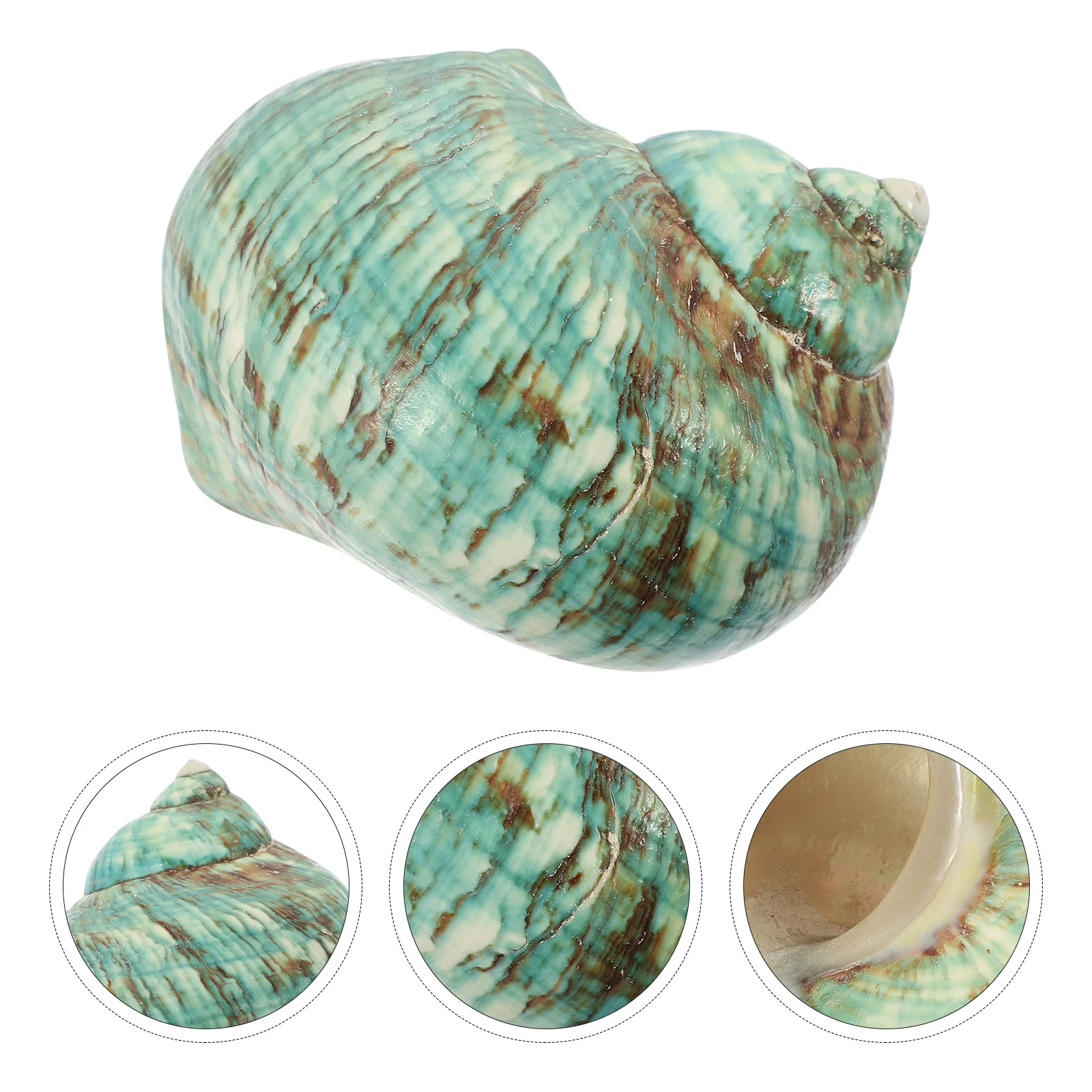 

Natural Sea Conch Shell Decor Compact Lightweight Fish Tank Landscaping Ornament Aquarium DIY Decoration Durable Material