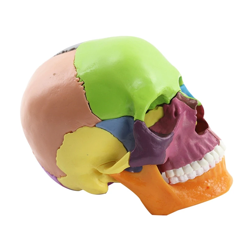 -Skull Human Body Model Education Skull Model 1:2 For Student Teaching Study Assembling Model
