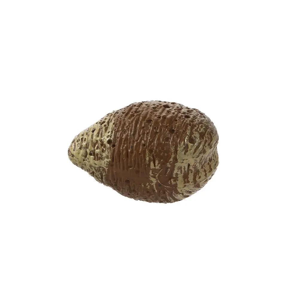 Ornamentos do ciclo de crescimento crianças biologia cognitiva ciclo de vida figuras caracol ciclo de crescimento mantis estatueta orando mantis brinquedo