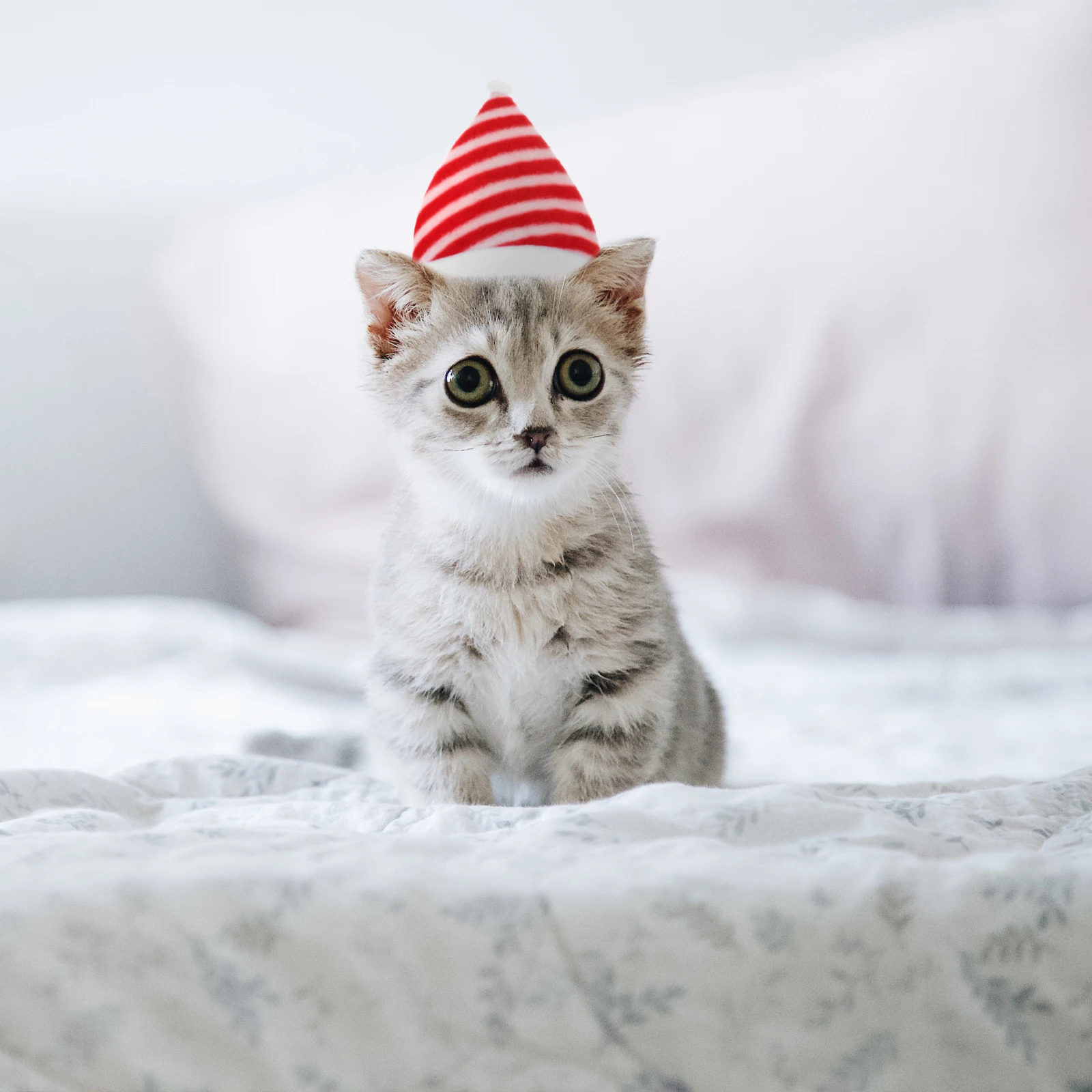

3 Pcs Pet Costumes Christmas Hat Has Cat Decoration Supply Headgear Headdress