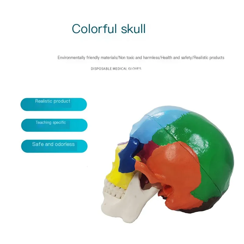 Medical Toy Skeleton Model,Oral Simulation Skull1:1Colorful Skull A