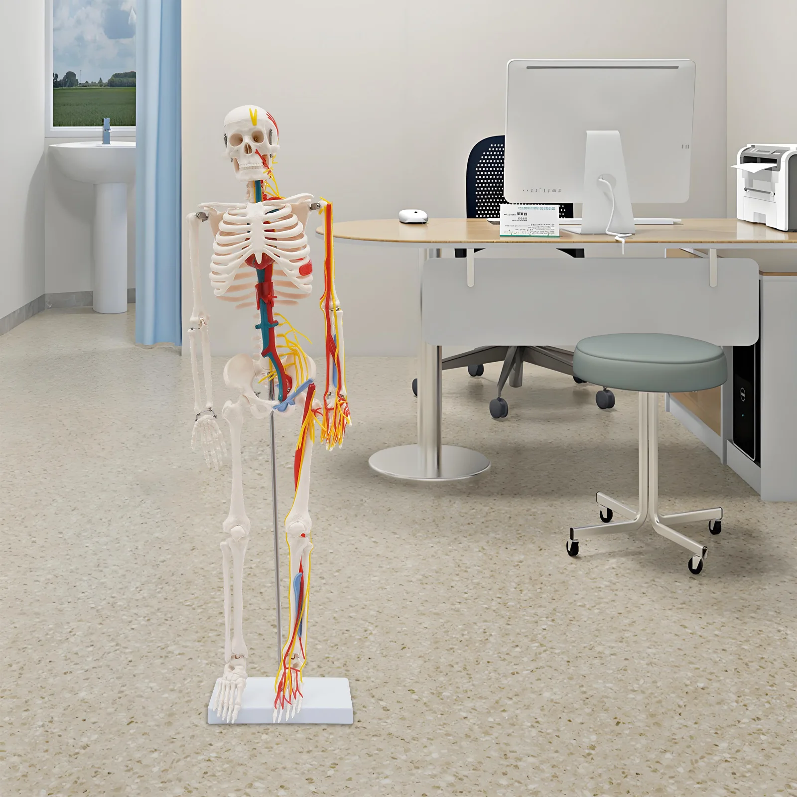 Human Skeleton Model Standing Style,Human Skeleton Model With Neurovascular,for medical students training,for Halloween