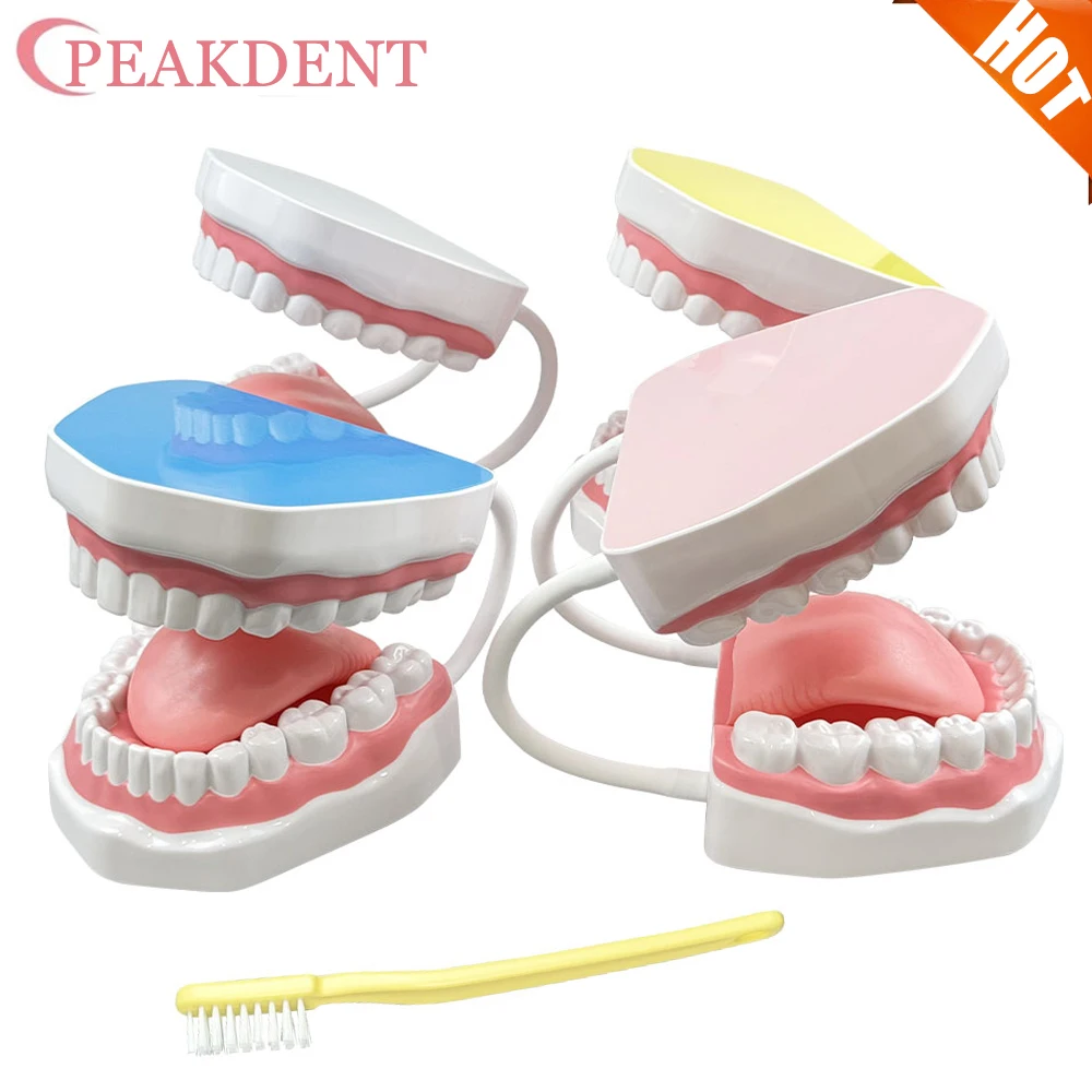 

Teeth Model for Kids 2 Times Teeth Model Large Teeth Model with Toothbrush Dental Model for Teeth Brushing Teaching Model
