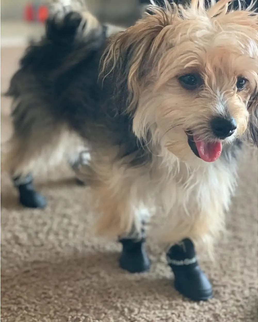 4pc Waterproof Silicone Dog Rain Boots Colorful Pet Shoes Anti-slip Puppy Foot Protector Adjustable Strap Outdoor Walking Bootie - view 5