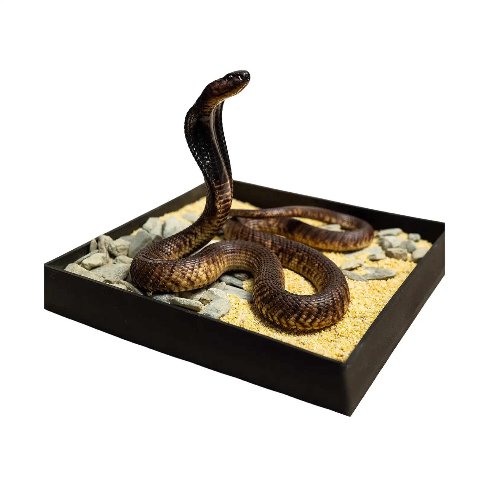 Modelo de Cobra Egípcia Snake Gorge Studio Naja Haje, Figura Realista de Réptil para Coleção, Decoração e Presente de Aniversário